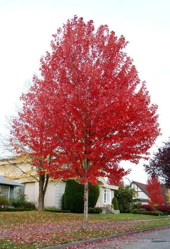 Autumn Blaze Maple